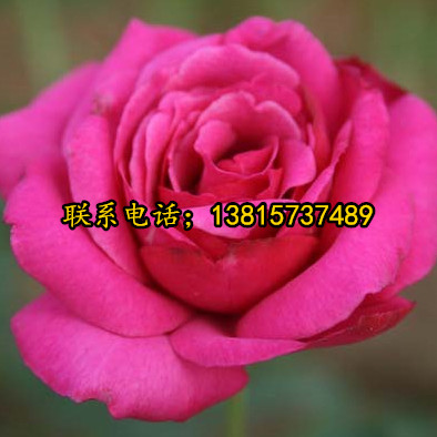大量供应龙沙宝石月季藤本月季 欧月