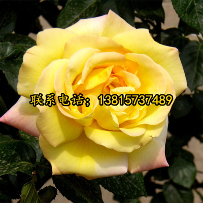 大量供应卡罗拉月季 丰花月季藤本月季花苗