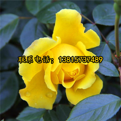 大量供应月季花苗丰花月季品种月季欧洲月季