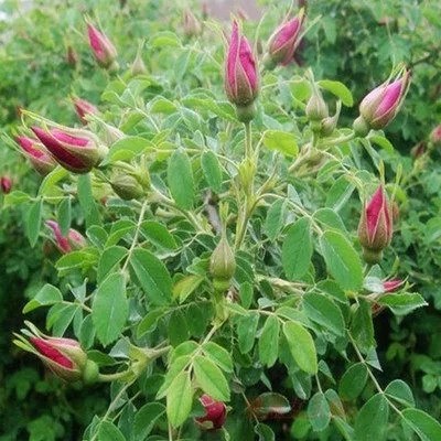 供应玫瑰花苗丰花月季大花月季