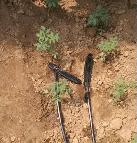 汉中市节水PE管大全 南郑县滴灌带|微滴带订购