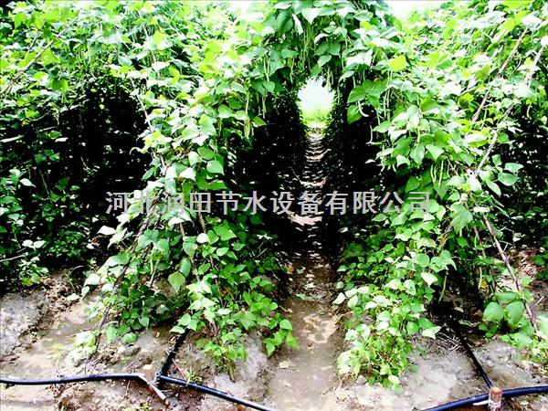 汉中市厂家施工安装滴灌带 南郑县使用时间长浇水软带