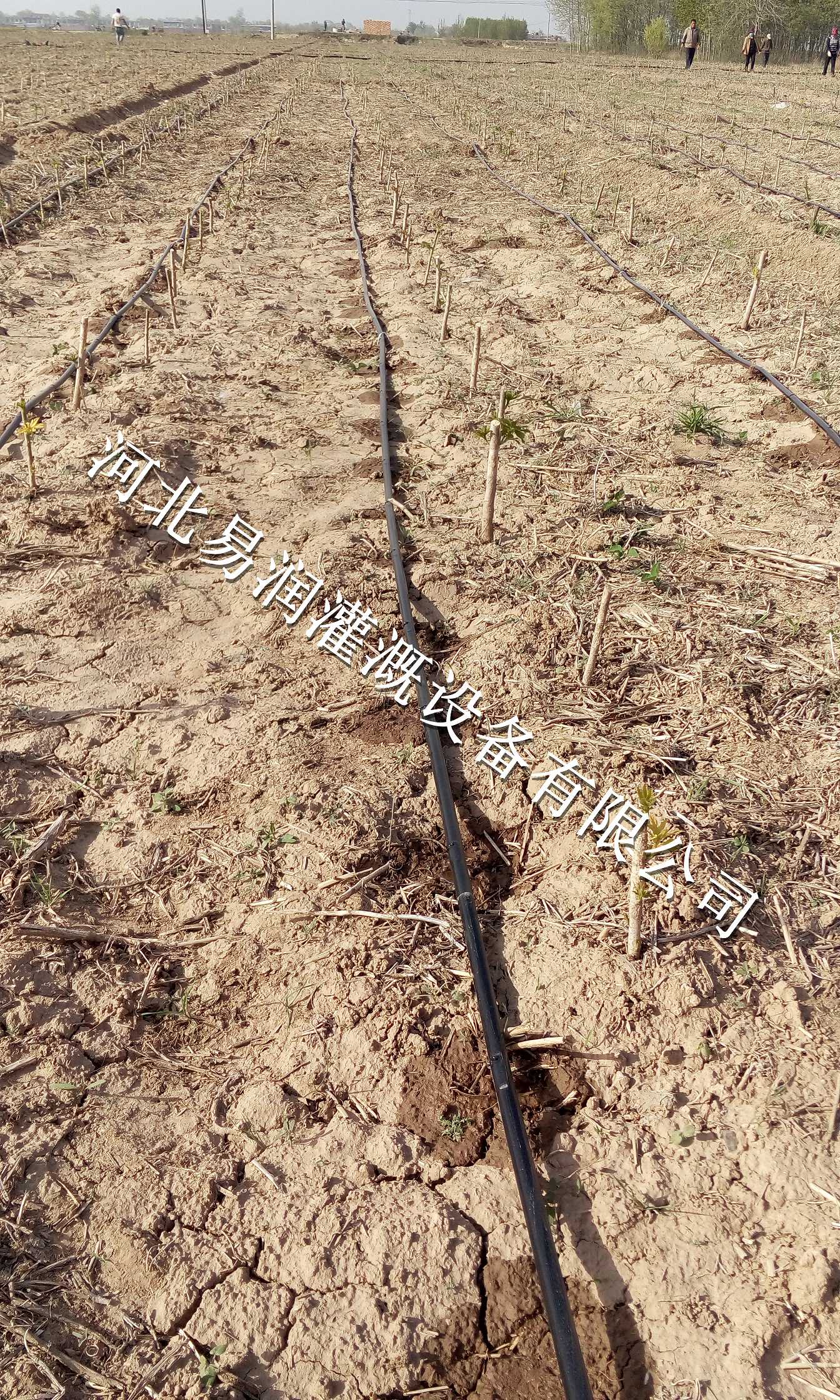 义马市微喷带出水效果佳 节水效果好出水带
