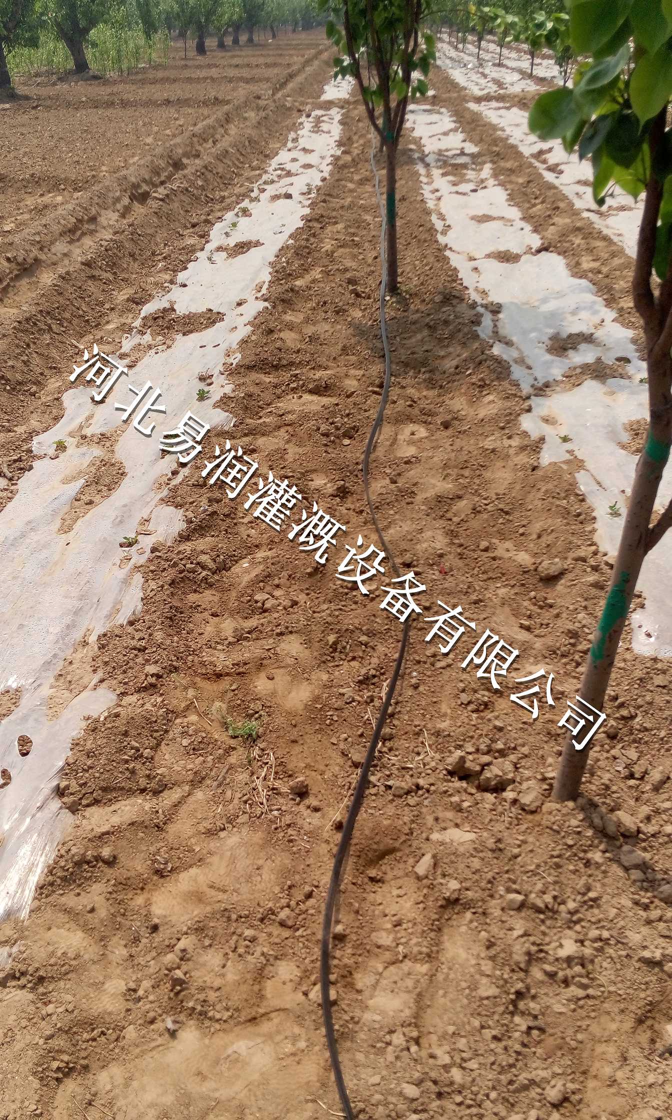 微喷带最近价格 义马市大田微喷采购商机