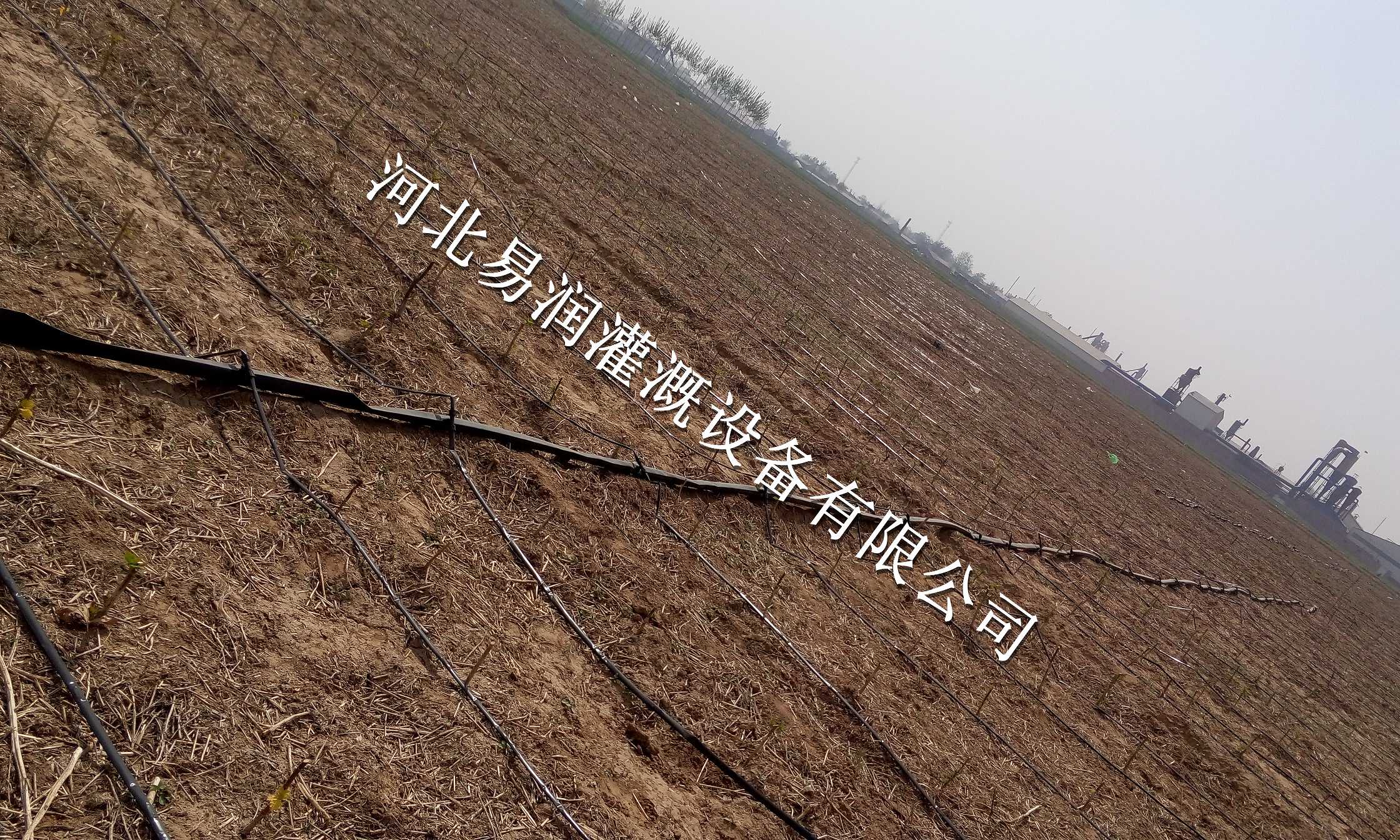 义马市微喷带生产厂家 出水带专注十年