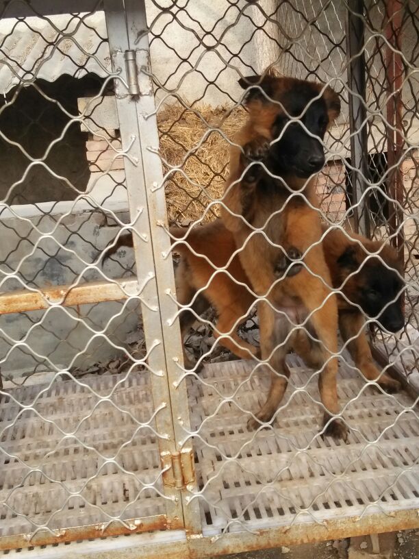 衡阳哪里有卖马犬的养殖场