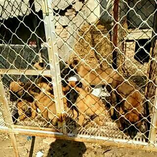 湘西哪里有卖马犬幼犬的基地