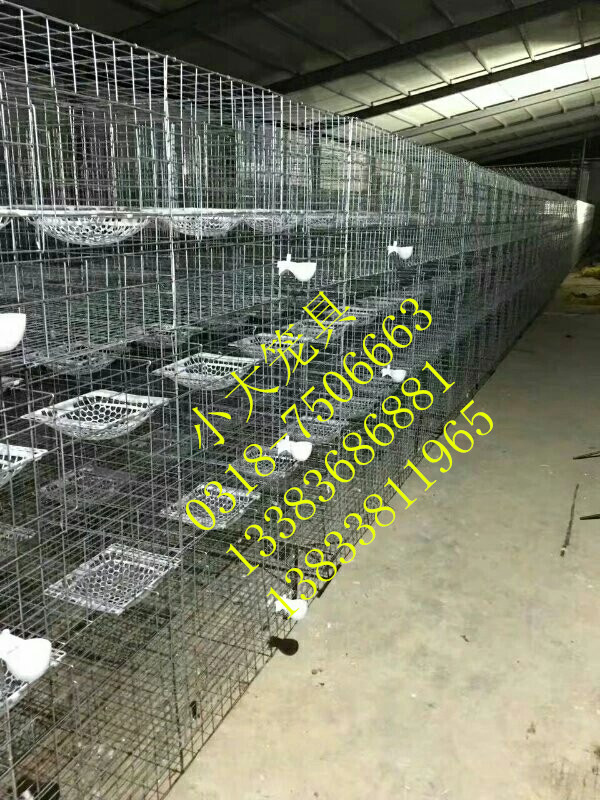 供应鸡鸽兔笼 养殖笼具 鸽子笼 兔子笼 鹌鹑笼 狐狸笼 鸡笼
