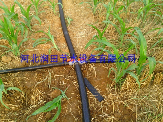 西乡县大田微喷配套紊流器 汉中市微喷带安装说明