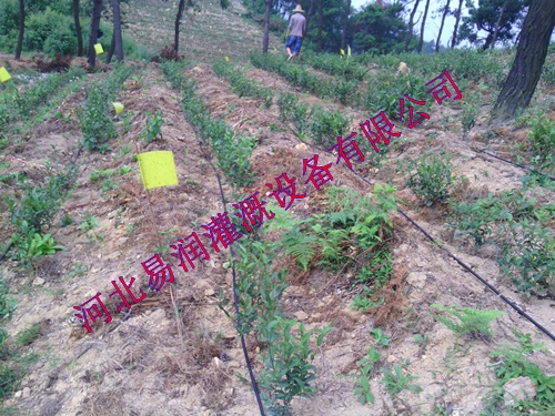 大宁县滴灌管公司 优质 花卉滴灌