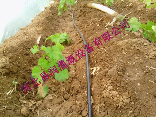 大宁县滴灌管设备齐全 黑色滴水管批发零售