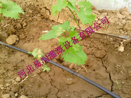 大宁县优质 滴灌管 节水灌溉设备黑色滴水管