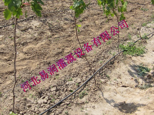 大宁县滴灌厂家 滴灌管销售市场