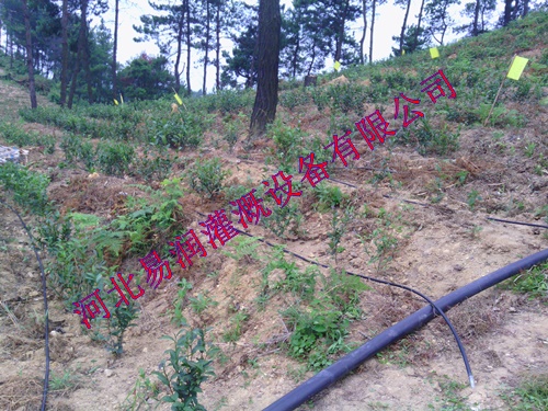 滴灌管 滴水管 黑色滴水管大宁县供应商
