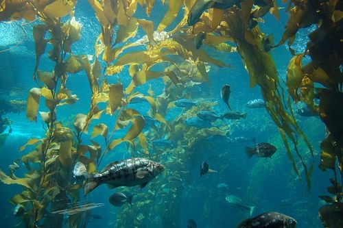 包头市馥阔（上海）生物科技专业生产销售FucoHiQ馥阔生物、馥阔