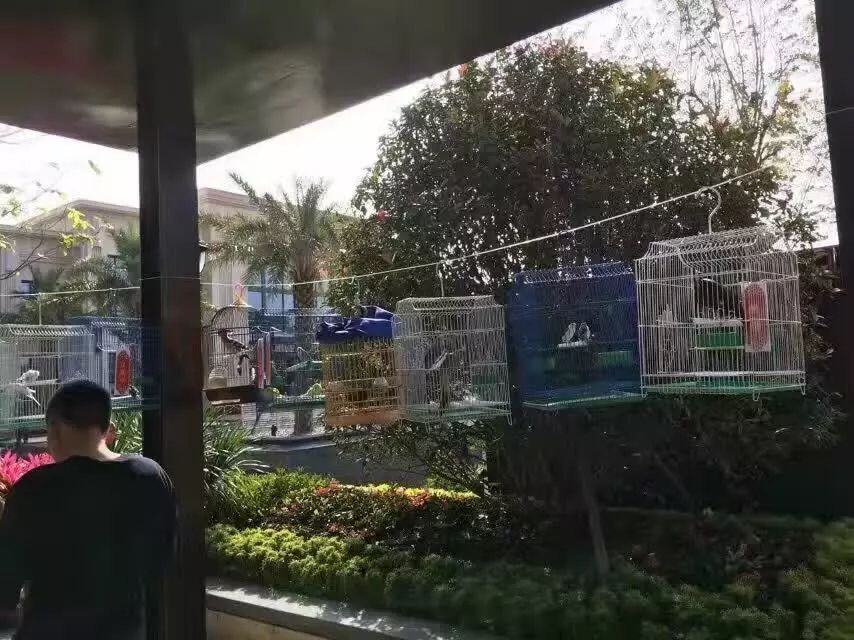 百鸟展出租方案专业正规百鸟展全国租赁