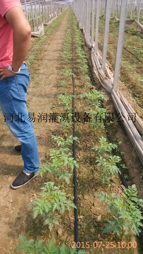 灵丘县滴灌带各种型号 生产PE滴水带