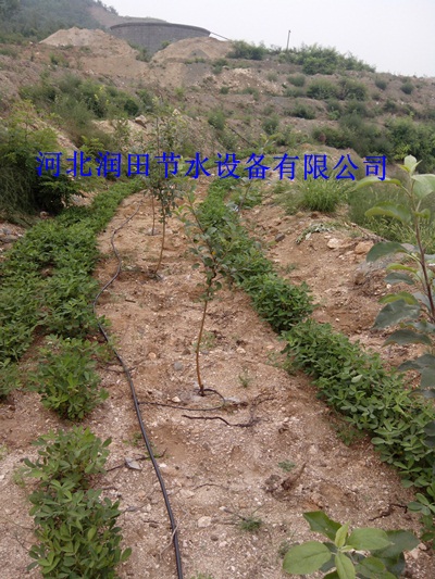 专业果园滴水毛管 渭南蒲城县小管出流