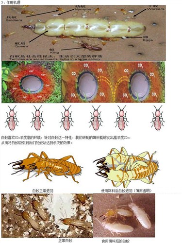 高明四害防治电话*高明四害防治服务中心*昌宁供