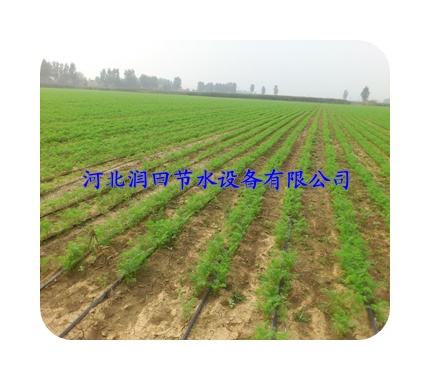 【河北张家口大田滴灌技术-甜菜滴灌带】-滴灌厂家直销