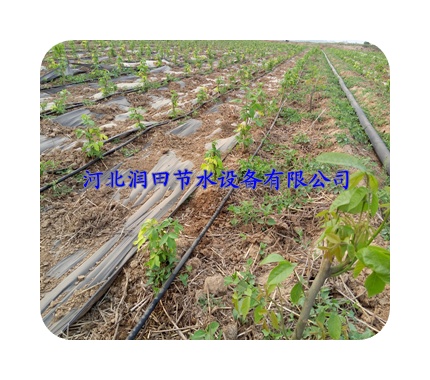 贴片式滴灌带的价格|张家口张北县大田滴灌