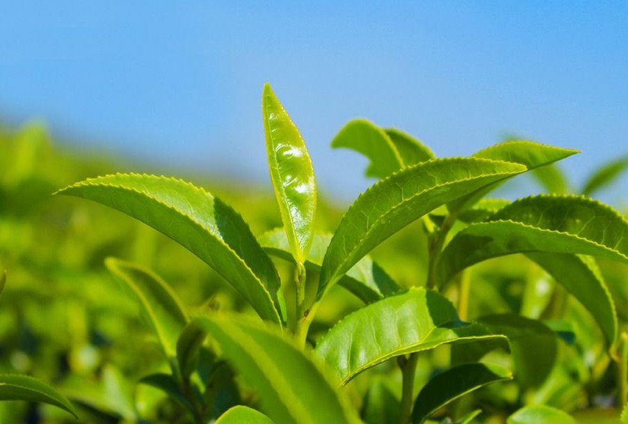 昌岳供应 绿茶提取物 茶多酚