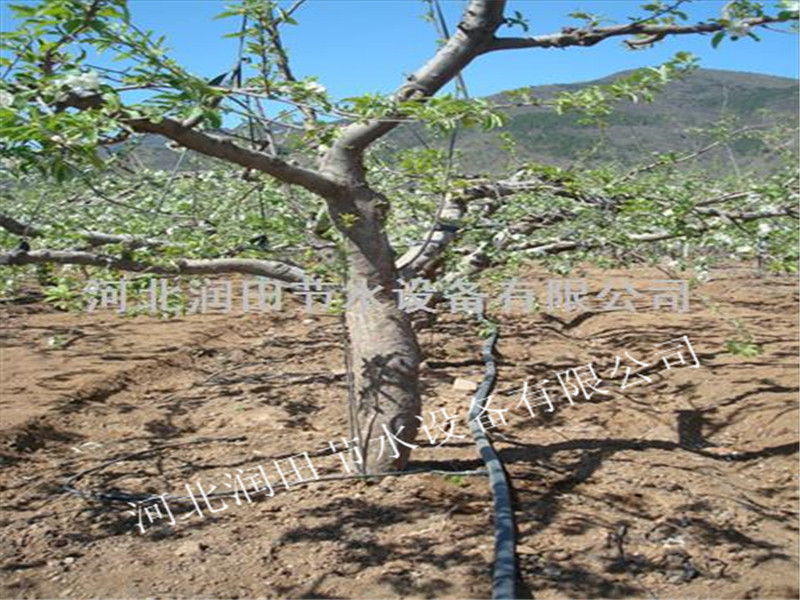 河北张家口涿鹿县草莓果树滴灌|滴灌水肥一体化