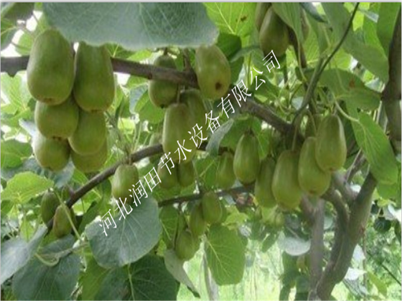 河北涿鹿县果树专用小管出流系统优惠促销