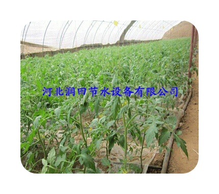 山西代县大棚食用菌专用滴灌带-高效节水灌溉