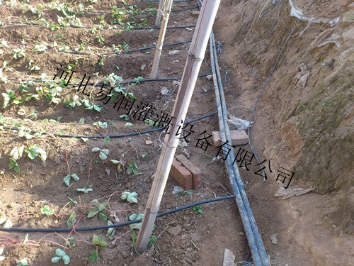 汾阳市滴灌管批发详情 山西黑色滴水管品质