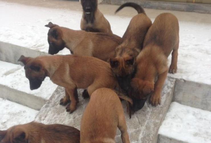 哪里有卖精品马犬幼犬的养殖场