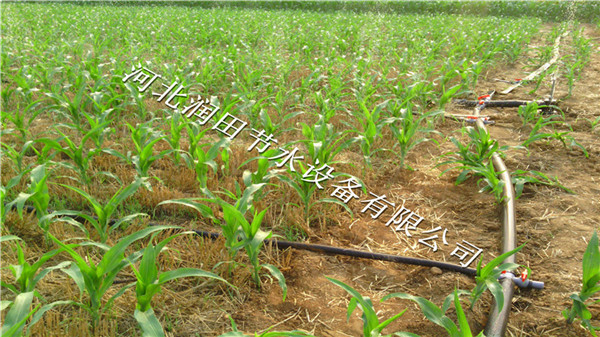 承德喷灌工程造价 河北小麦灌溉微喷水带