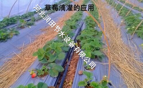 清徐县膜下滴灌工程 太原市结实耐用耐磨滴灌管