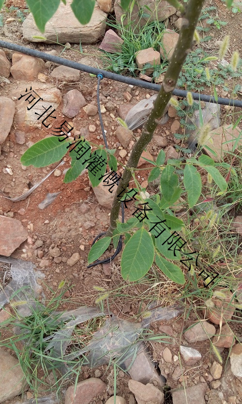 平顶山热卖小管出流 节能灌溉农田灌溉滴水管