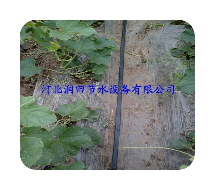 娄烦县大棚滴灌扁水带使用方法 太原市滴灌带铺设