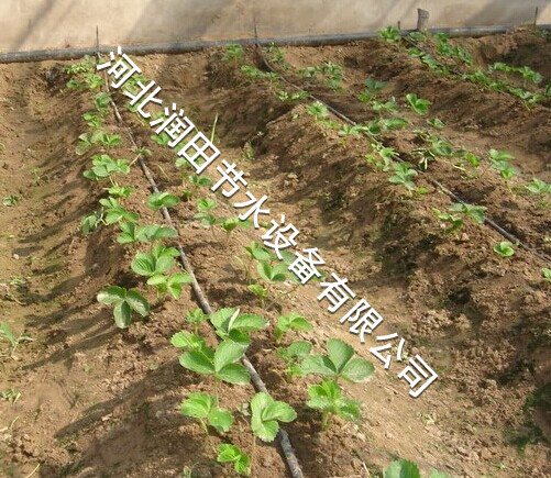 太原市膜下滴灌技术推广 娄烦县大棚滴水毛管|滴灌管