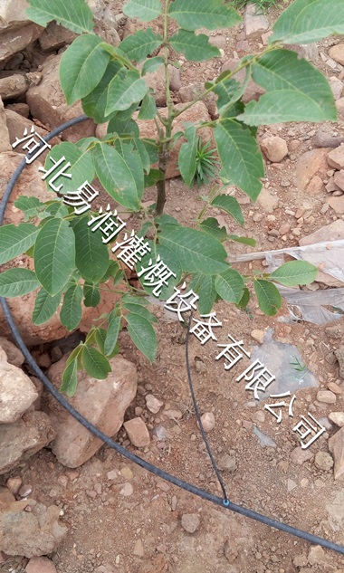 吕梁市小管出流高效节水黑色毛管灌溉产品