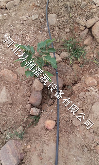 小管出流招代理 吕梁市厂家直销果树滴灌PE管