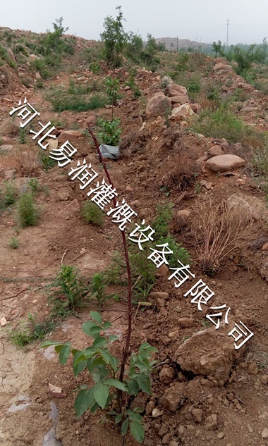 价格低廉小管出流 吕梁市果树滴灌PE管 格