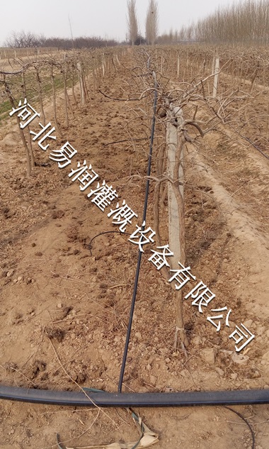 小管出流性价比高 吕梁市果树滴灌PE管批发零售