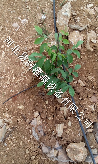 小管出流哪家强 吕梁市果树滴灌PE管