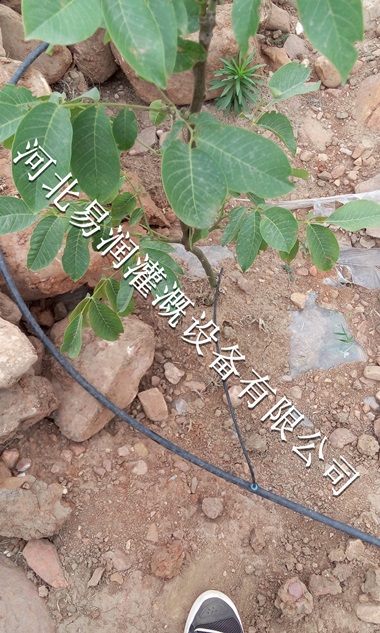 吕梁市厂家直销小管出流 果树滴灌PE管专柜热卖
