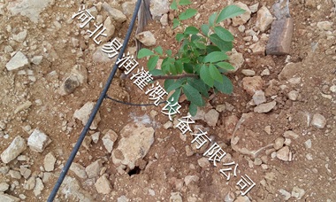 吕梁市果树滴灌PE管 行业优选小管出流