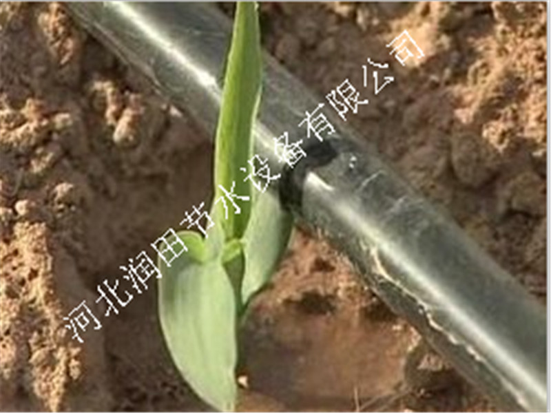 涞水县土豆滴灌管厂家 保定市大棚花卉滴灌管