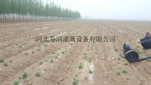 文水县大田滴灌灌溉专用节水设备滴灌带 塑料滴水带