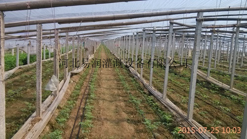 文水县林业工程耐用滴灌带 塑料滴水带价格合理