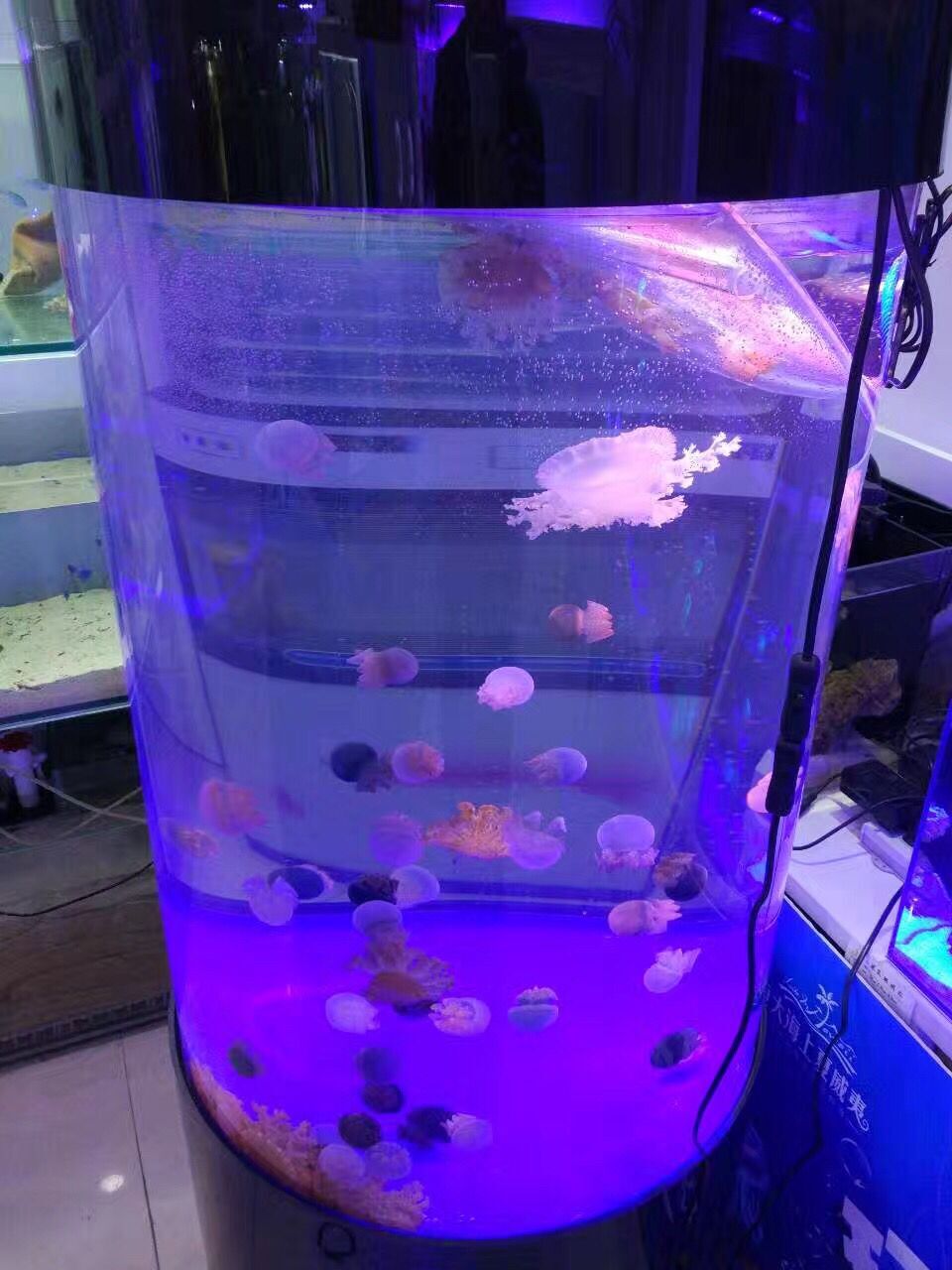 海洋展租赁海洋生物展出租鲨鱼活体企鹅出租