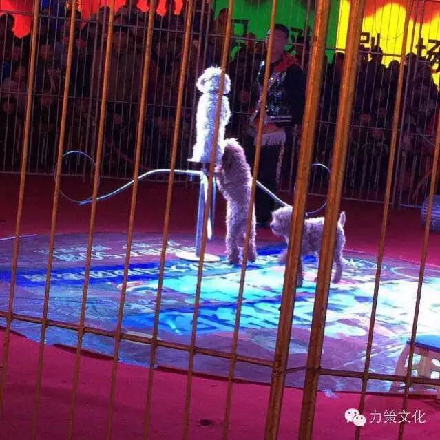 环球飞车租赁节目表演专业摩托杂技表演项目出租