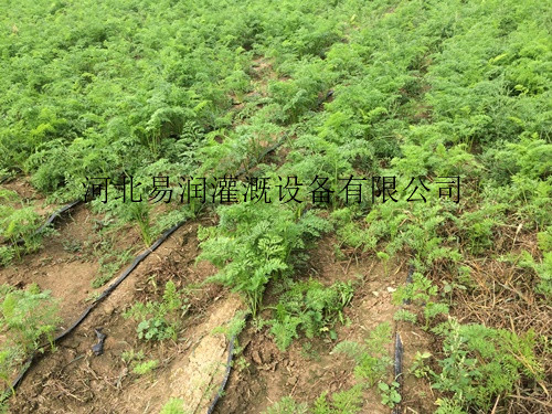 纯新料生产聚乙烯软带 方山县生产滴灌带