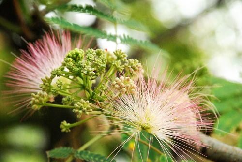 绒花树盆栽 苗|绒花树盆栽 苗批发|子轩供